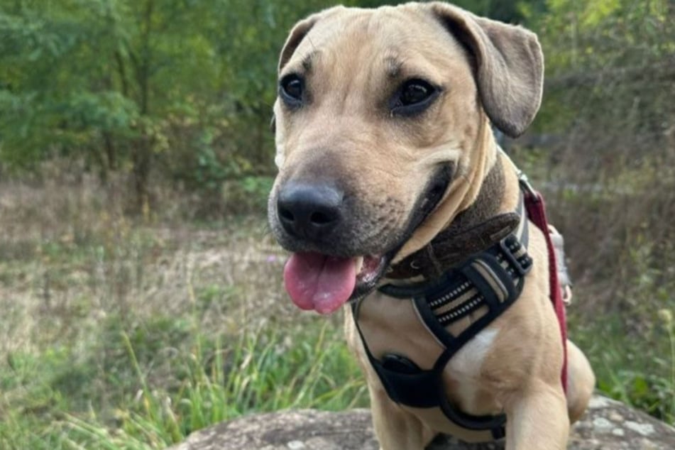 Mischlingshündin Lola lebt inzwischen seit vielen Wochen im Tierheim Bergheim.