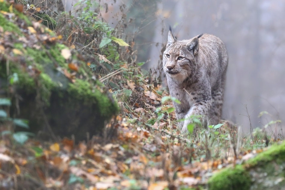 Nach 300 Jahren: Diese Wildkatze kommt zurück ins Erzgebirge