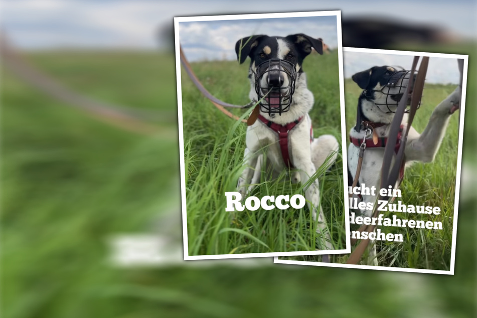 Alles wieder von vorn: Hund Rocco sucht erneut nach einem Freund fürs Leben