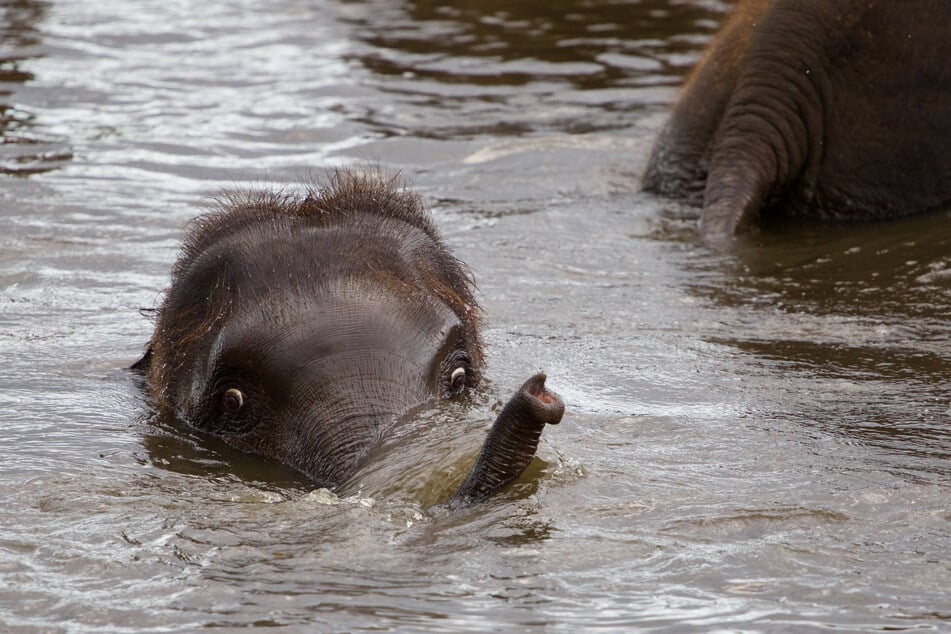 Elephants have the largest penises of any land animal.