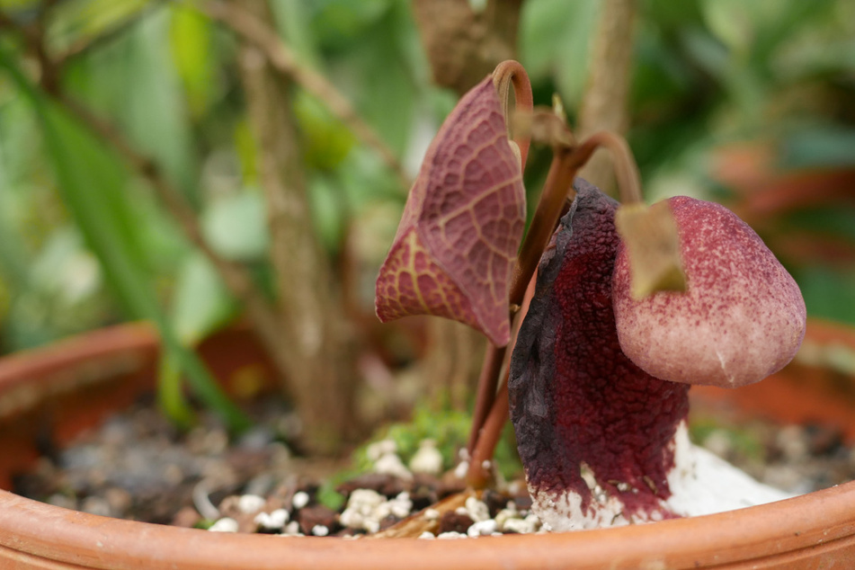 Nach zehnjähriger intensiver Pflege ist mit der Aristolochia impudica im Botanischen Garten eine Kostbarkeit erstmals erblüht.