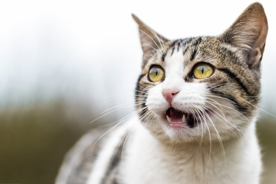 Yes, cats have barbed penises, but why?