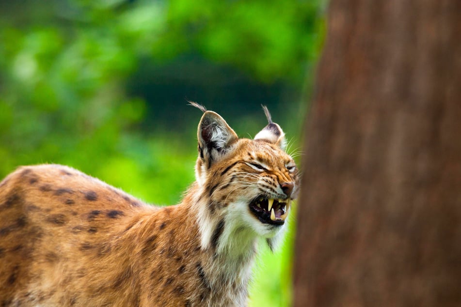 Luchse sind in deutschen Zoos sehr beliebt und ernähren sich hauptsächlich von kleinen Tieren und Vögeln. (Symbolbild)