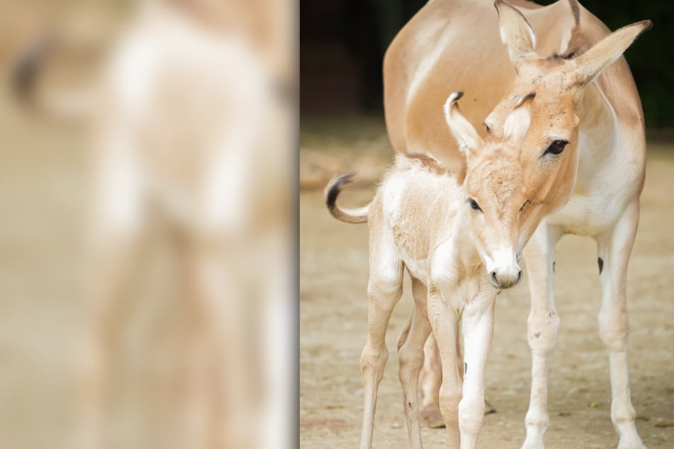 Zuckersüßes Babyglück! Seltener Neuzugang im Zoo Magdeburg