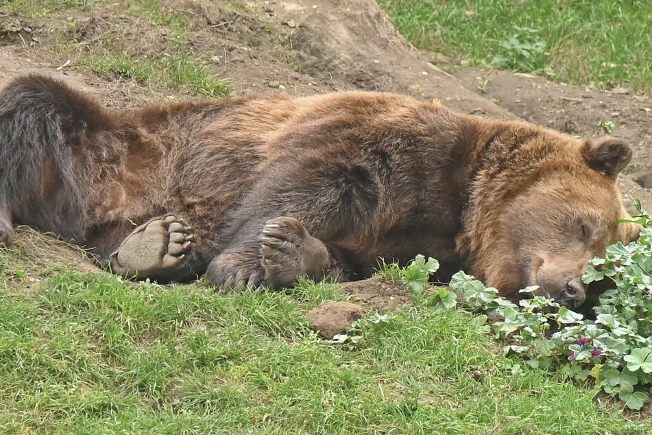 Oh, ein Braunbär müsste man sein und einfach den ganzen Winter über schlafen. Torgaus Bären machen schon mal vor, wie das geht.