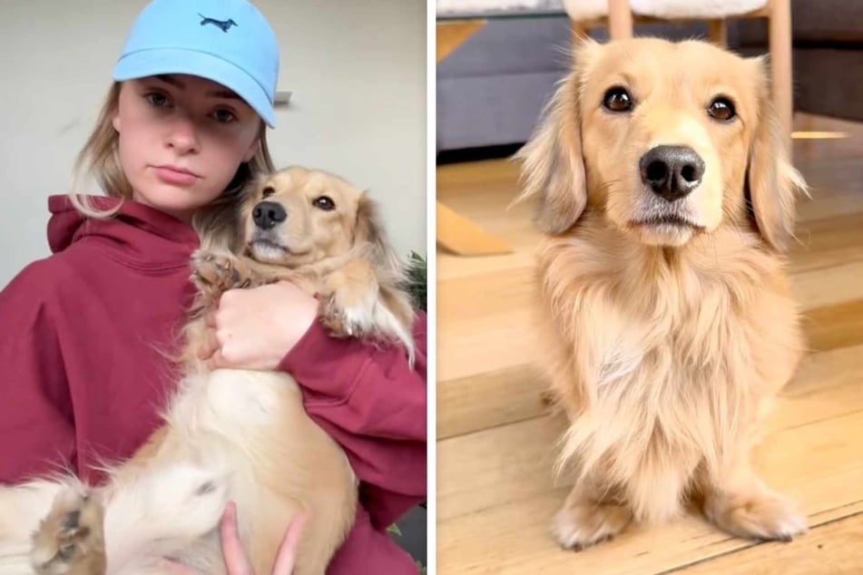 Bjorn the dog was super confused when his bed was taken away!