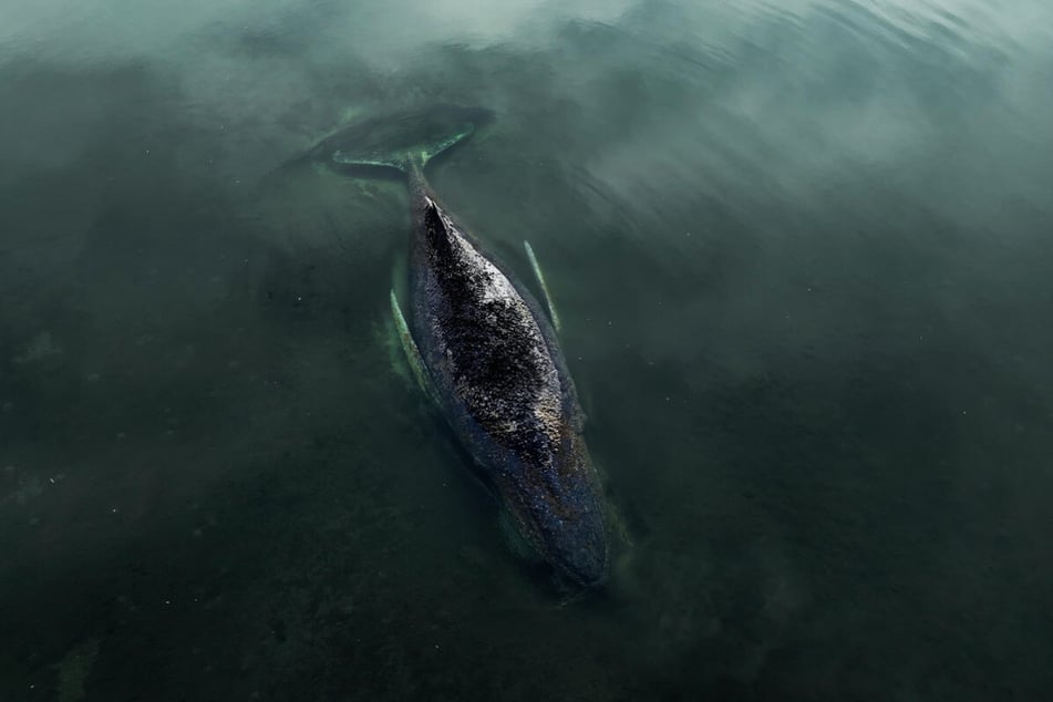 Der Wal hat sich seit Dienstag nicht mehr freigeschwommen.