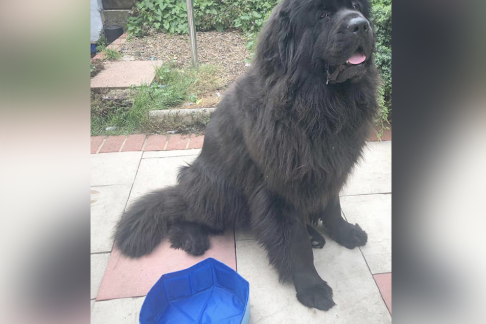 Hund Darcy scheint ebenfalls wenig angetan von dem Mini-Pool zu sein.