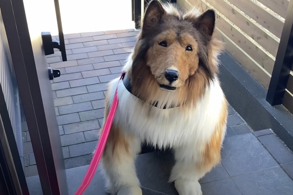 Toco the viral dog cosplayer makes videos on YouTube trying out different dog-related tasks like doing tricks for treats and crate training.