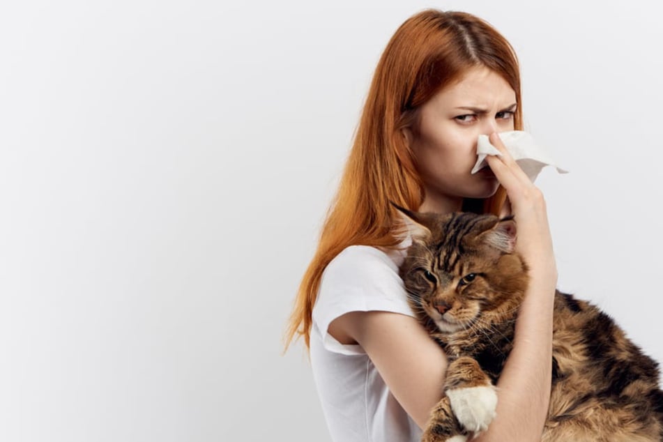 Katzen für Allergiker: Kein Niesen, nur Schnurren mit diesen Rassen