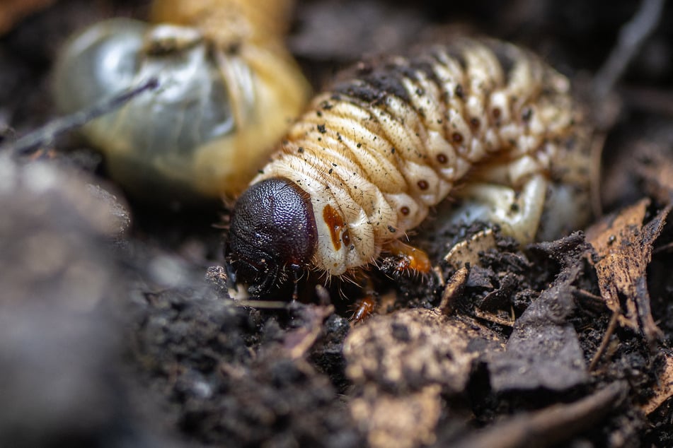 View of larvae of Hercules beetle (Dynastes hercules) eating organic waste at Tierra Viva farm in Tunja, Boyaca Department, on July 18, 2024.