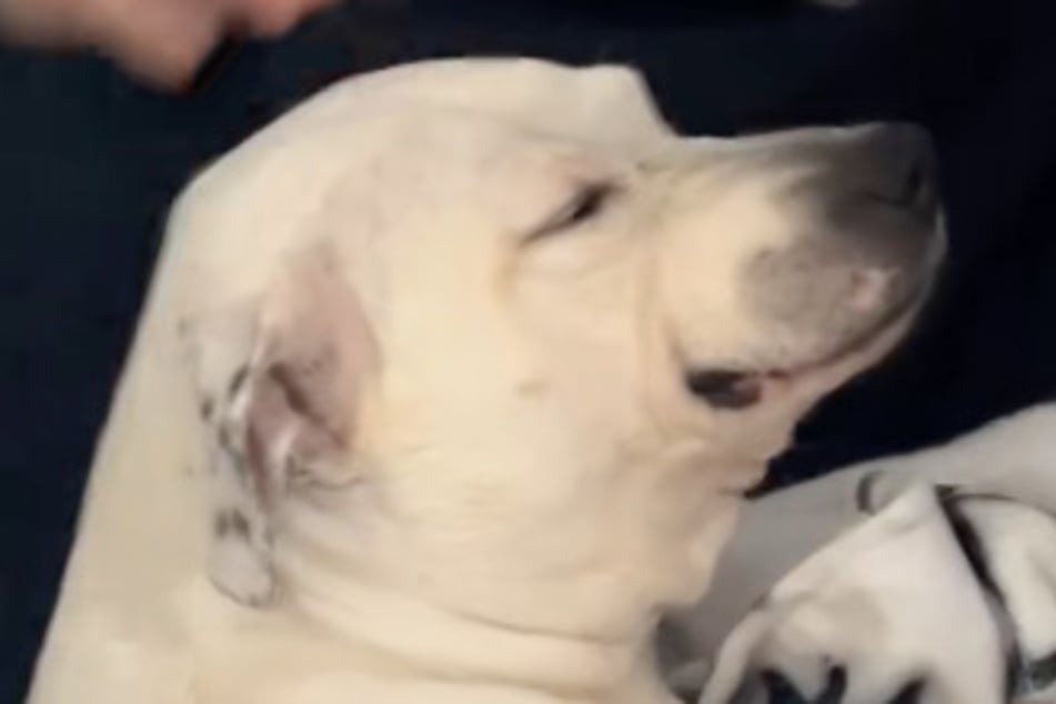 Hündin Leela war zunächst skeptisch, als sie den neuen Freund ihres Frauchens kennenlernte.