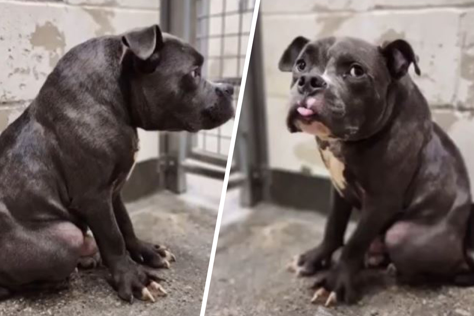 Ungewöhnlicher Hund sitzt mit Nachricht vor Tierheim: Was seine Besitzer schreiben, bricht allen das Herz