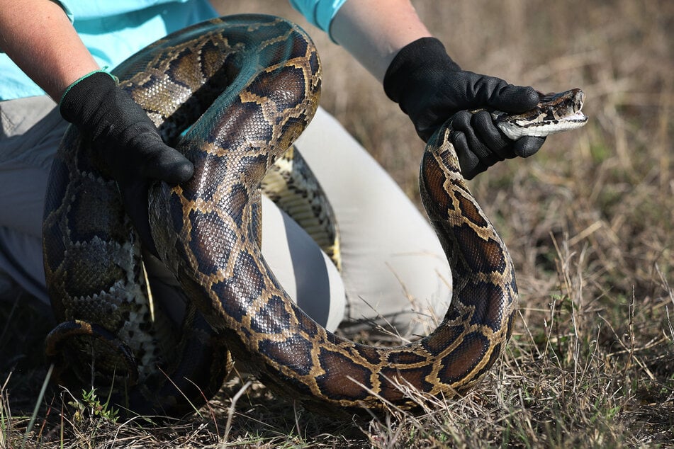 Die Dunkle Tigerpython (Python molurus bivittatus) auch Burmesche Python genannt, kann bis zu sechs Meter lang werden. Die eingeschleppte Art hat in Florida keine natürlichen Feinde. (Symbolbild)