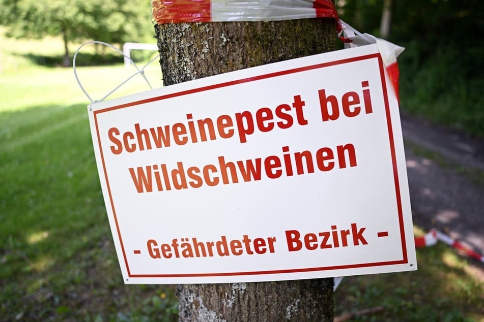 Für Haus- und Wildschweine verläuft eine Schweinepest-Infektion fast immer tödlich. Für Menschen und andere Tiere besteht keine Gefahr.