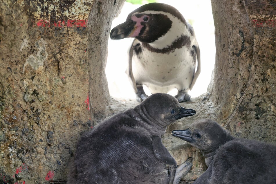 Sechs Pinguinkinder werden derzeit auf der Anlage der Humboldtpinguine gezählt. Sie sind normalerweise nur zu sehen, wenn die Elterntiere gefüttert werden und sie dabei kurz aus der Höhle kommen.