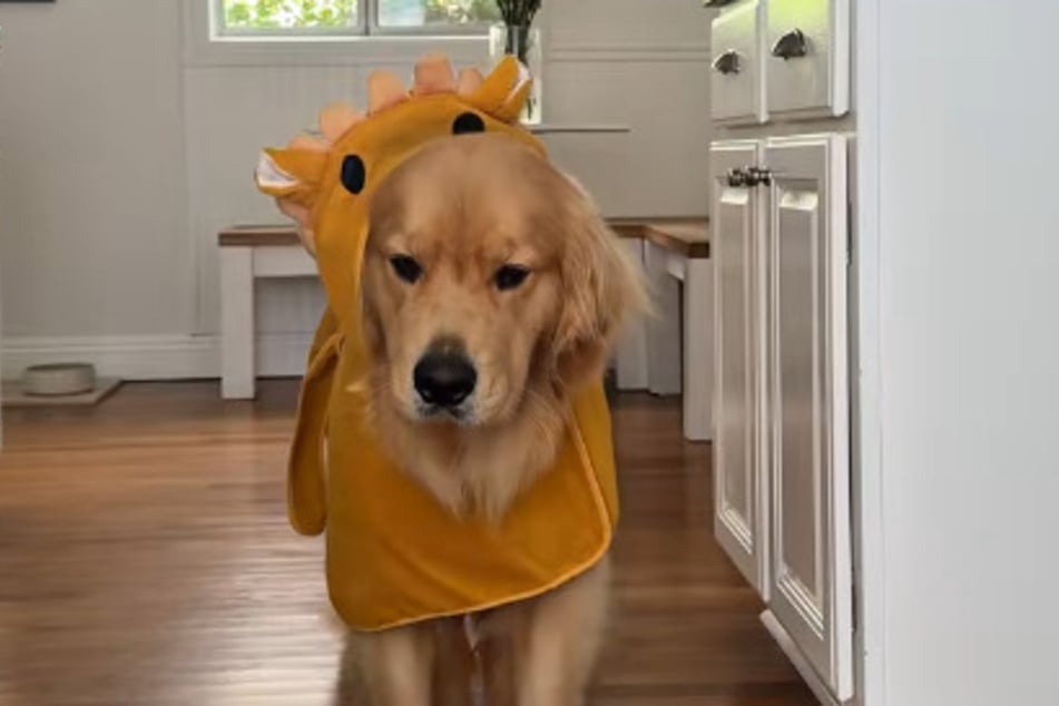 Ein Lichtblick für Golden Retriever Zebby: sein neuer Bademantel.