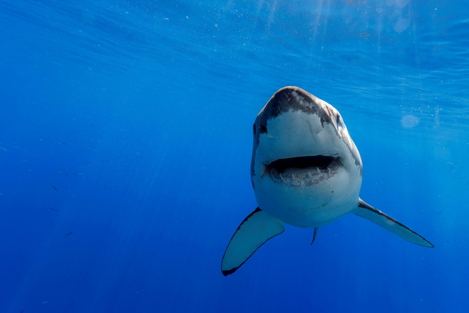 Many shark species are already at critical levels.