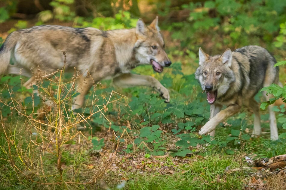 Wird Isegrim in Sachsen zur Plage? Haustiere im Visier - Wolfsrisse nehmen zu