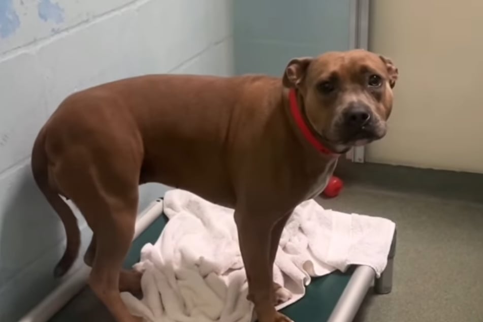 Hund kommt nach über 400 Tagen aus Tierheim: Was bald darauf passiert, bricht Pflegern das Herz