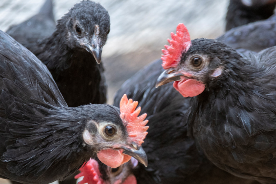 Das Augsburger Huhn ist die einzige bayerische Hühnerrasse - und vom Aussterben bedroht.