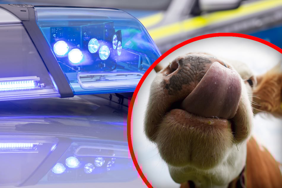 Kuh will über die Straße und verursacht folgenschweren Unfall