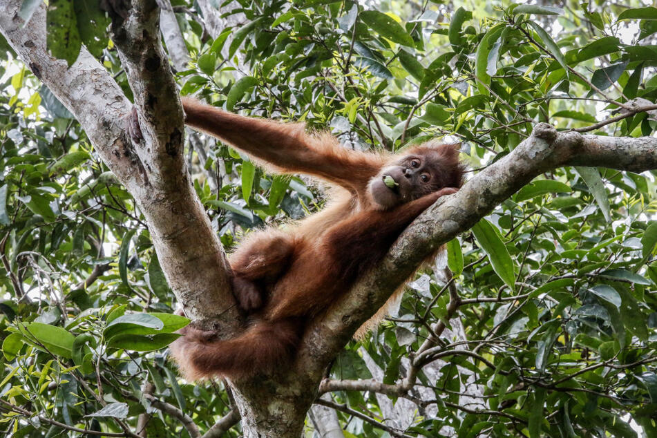 Ein Sumatra-Orang-Utan ruht auf einem Baum in der Jantho Reintroduction and Quarantine Station aus. Doch auch seine Art ist vom Aussterben bedroht.
