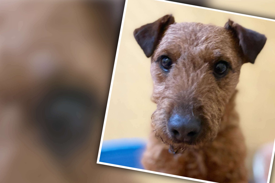 "Unfassbar niedlicher" Hund verzückt das Netz, doch seine Pfleger warnen!