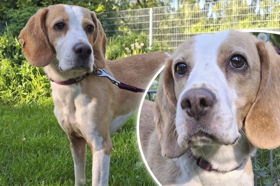 Sensible Beagle-Dame wartet im Tierheim sehnsüchtig: Liesel will endlich ankommen