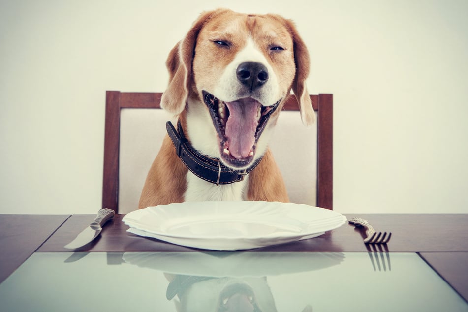 Make sure your dog doesn't eat your homework – or your sugar substitues!