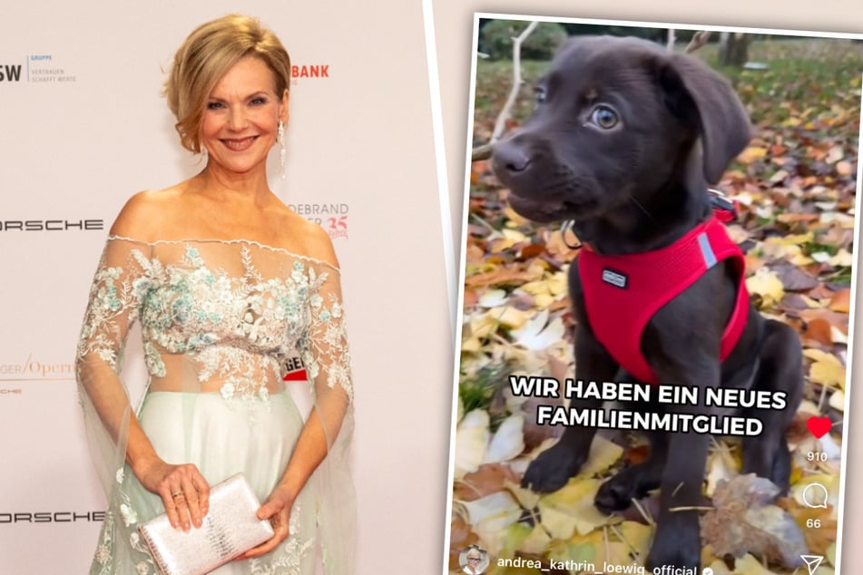 Süßer Zuwachs bei Andrea Kathrin Loewig (58): Die Schauspielerin und ihre Familie haben diesen kleinen Labrador-Welpen aufgenommen.