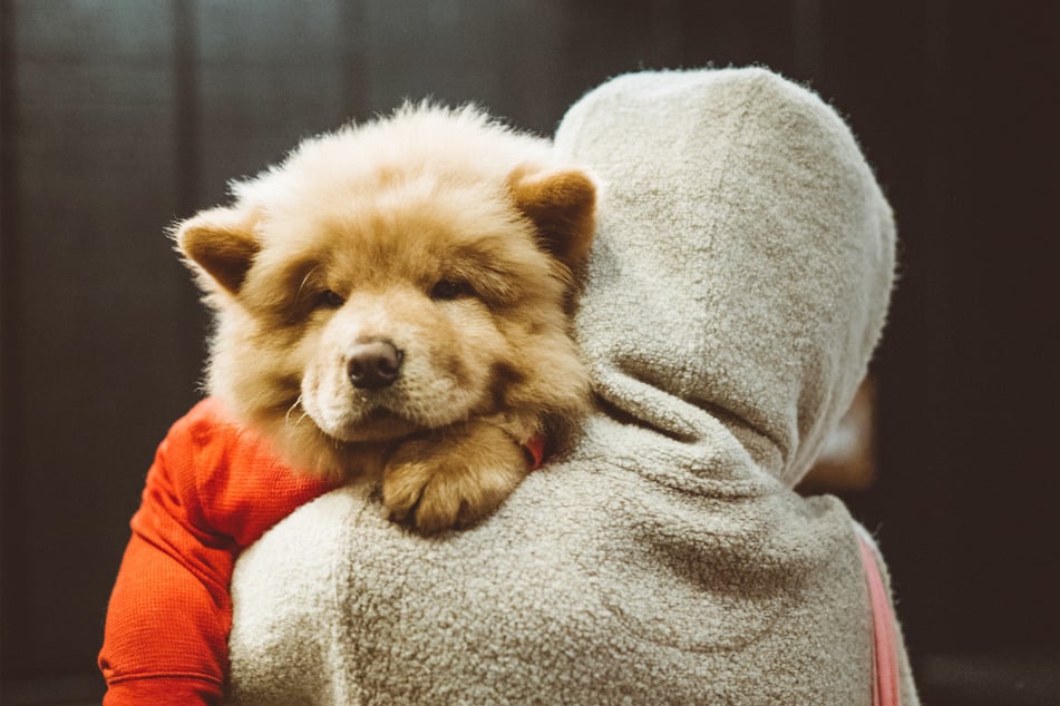 Chow-Chows might be huggable, but they're also very disobedient.