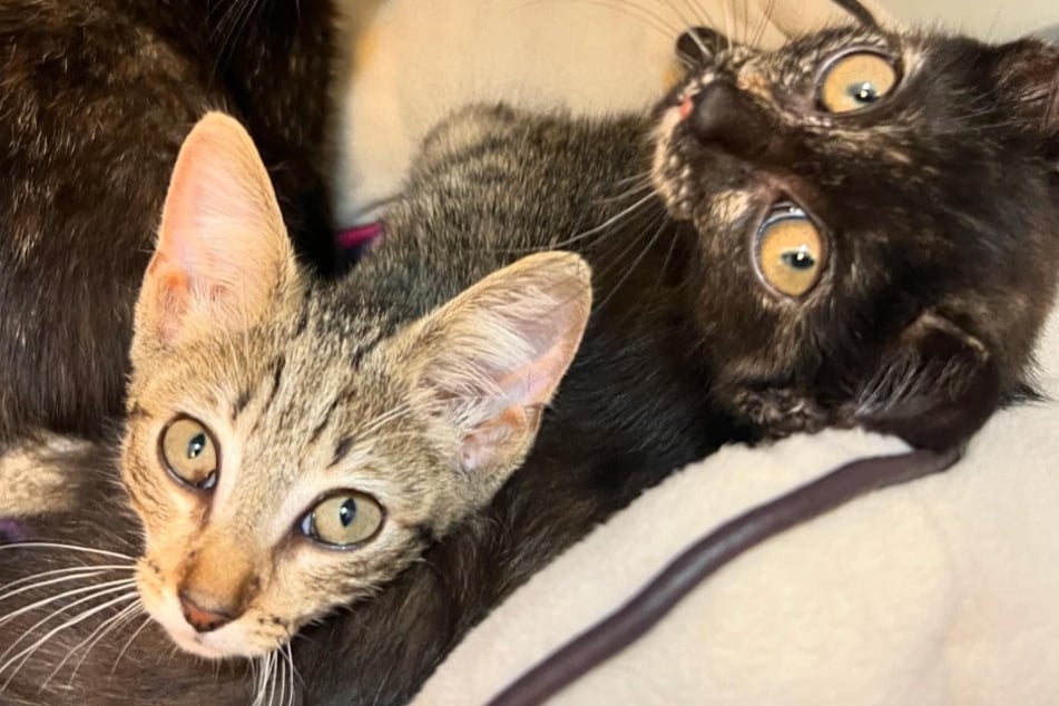 Die Katzenkinder waren bei ihrer Ankunft im Tierheim Köln-Dellbrück in einem desolaten Zustand gewesen.