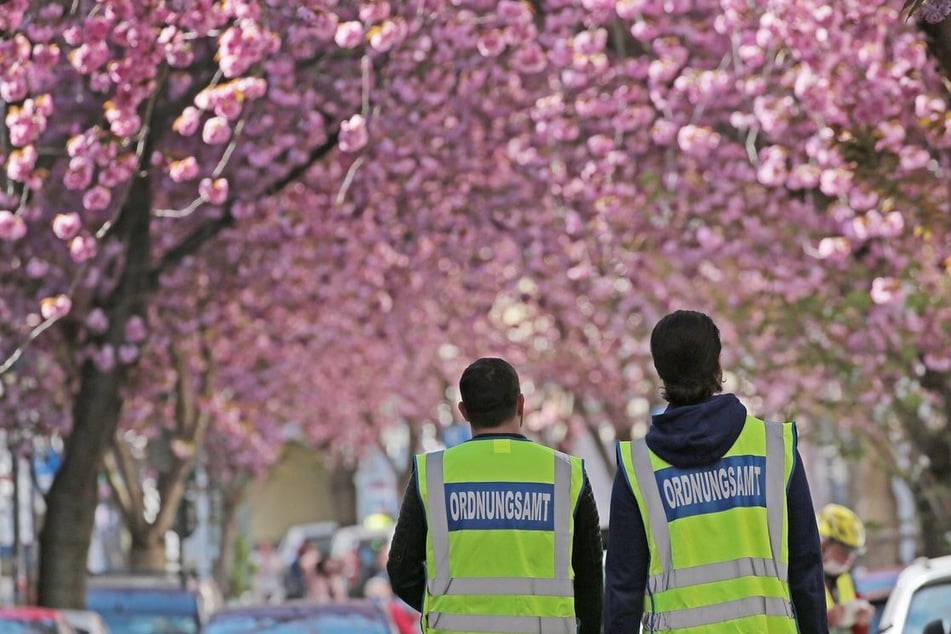 Auch in diesem Jahr werden zur Bonner Kirschblüte wieder Zehntausende Besucher aus aller Welt erwartet. (Archivbild)