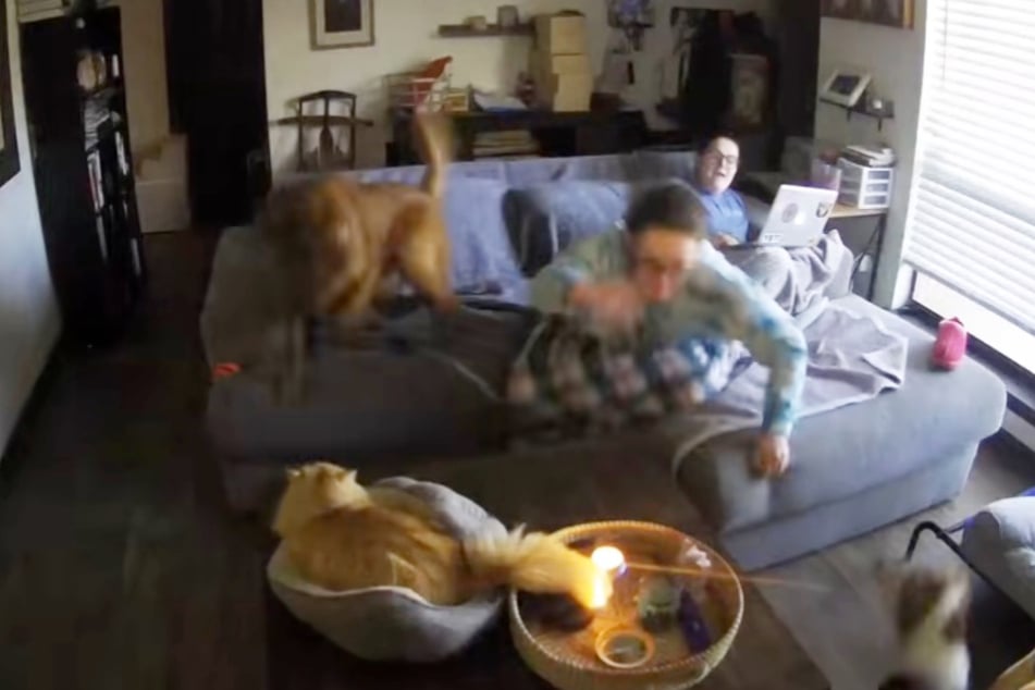 Mit einem Sprung eilt Emilys Frau Katze Harper zu Hilfe, kann Schlimmeres zum Glück verhindern.