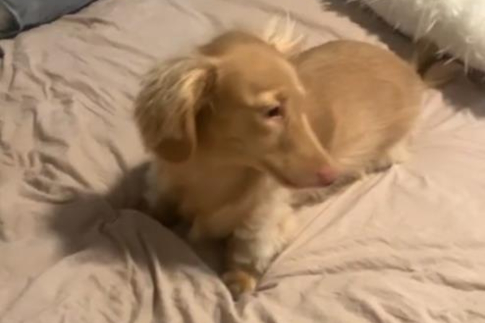The sneezing dachshund clip has been viewed on TikTok millions of times, with many users concerned about his health.