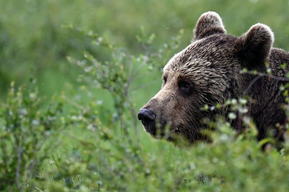 Residents of Japan have spotted more and more wild bears in recent years (file photo).
