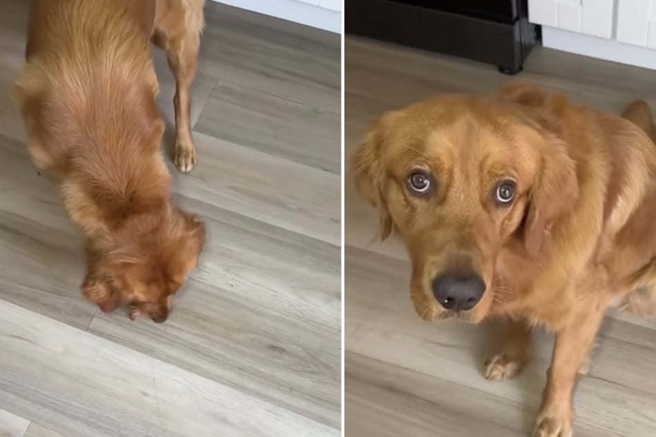 Der Grund? Der Golden Retriever möchte erst auf den Kopf geküsst werden, bevor er eine Mahlzeit beginnt.