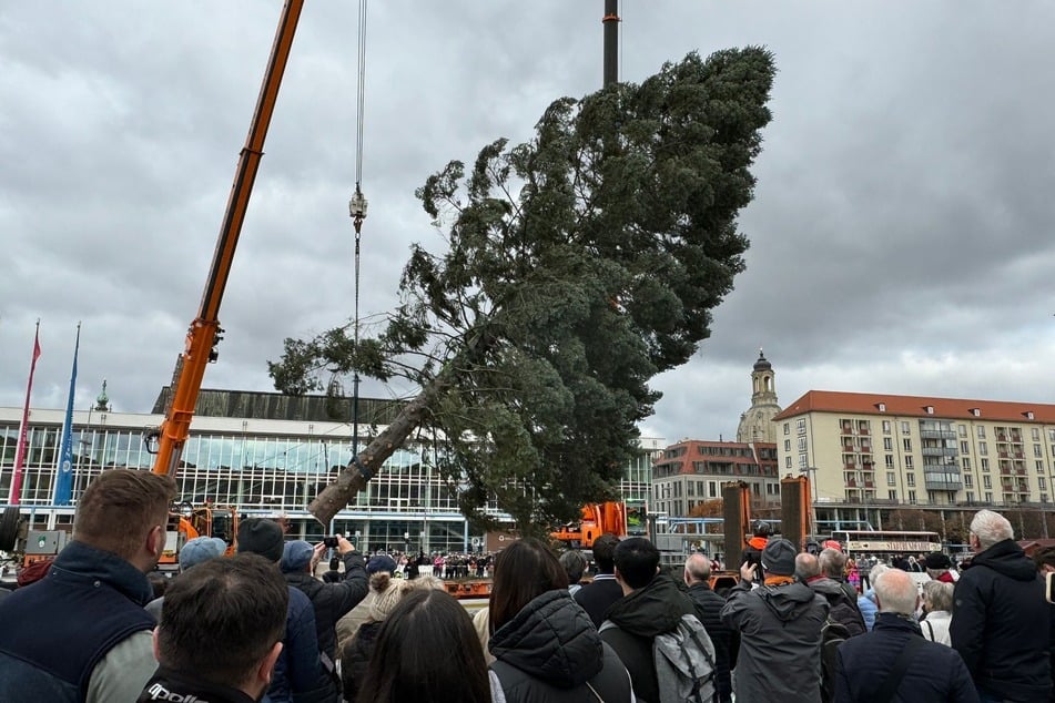 Dutzende Zuschauer sahen sich die Aufstellung der Tanne an.