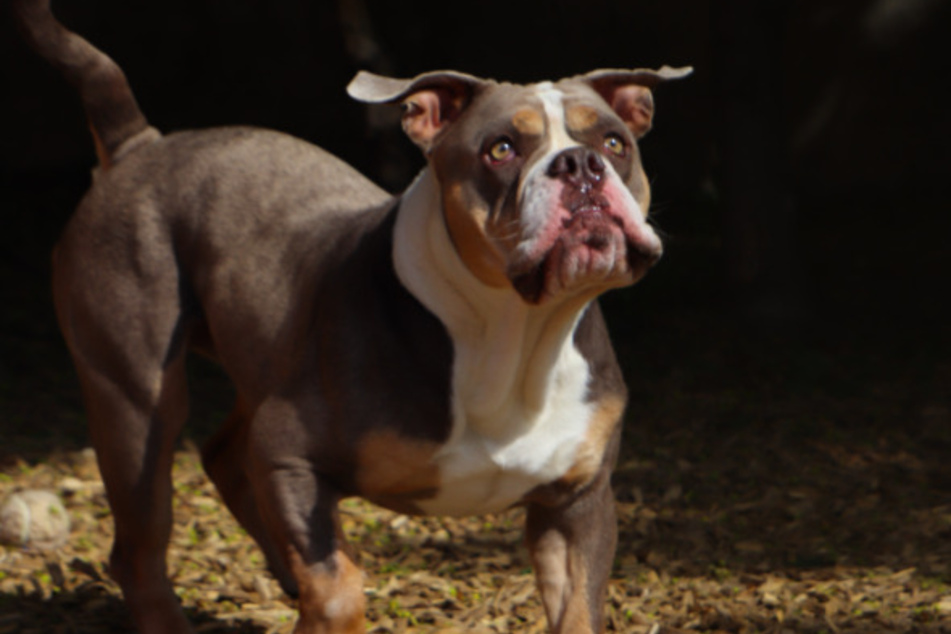 Bulldogge Cesare.