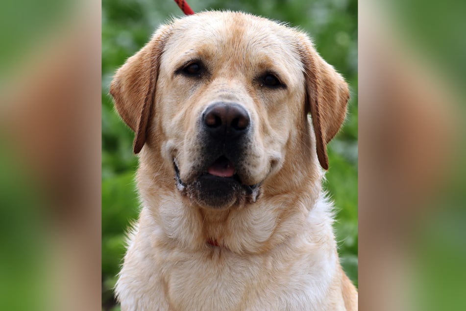 Der Labrador soll zeitnah den eigentlichen Besitzern übergeben werden. (Symbolbild)