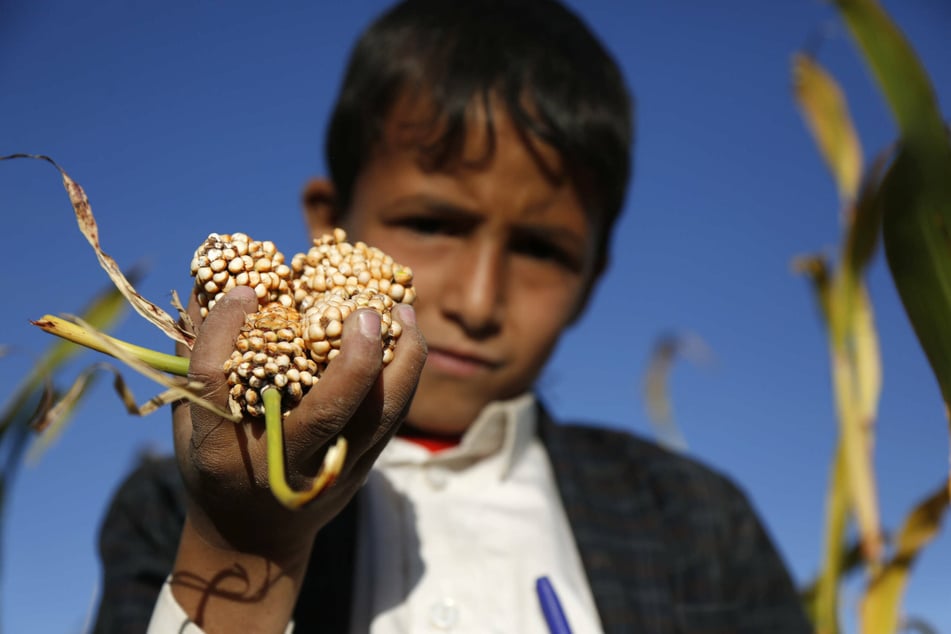 A boy holds a bunch of sorghum in his hands during harvest time in the province of Amran.