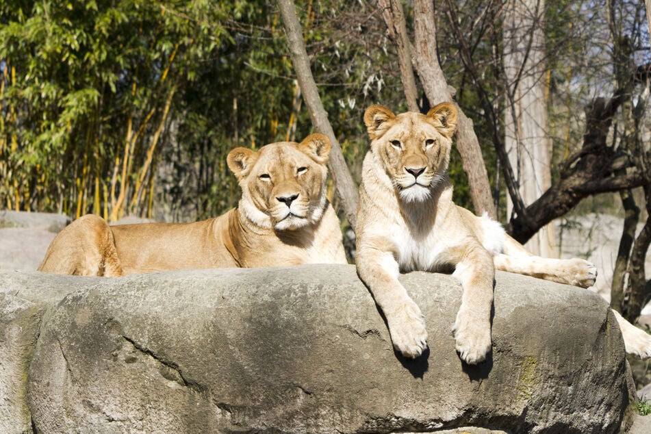 Der besondere Duft lockt offenbar nicht nur die Tiger hervor, auch die Löwendamen Kigali und Malu stehen drauf!