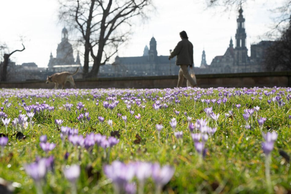 Dieses Krokusmeer beweist: In Dresden ist der Frühling erwacht! Foto: Sebastian Kahnert/dpa
