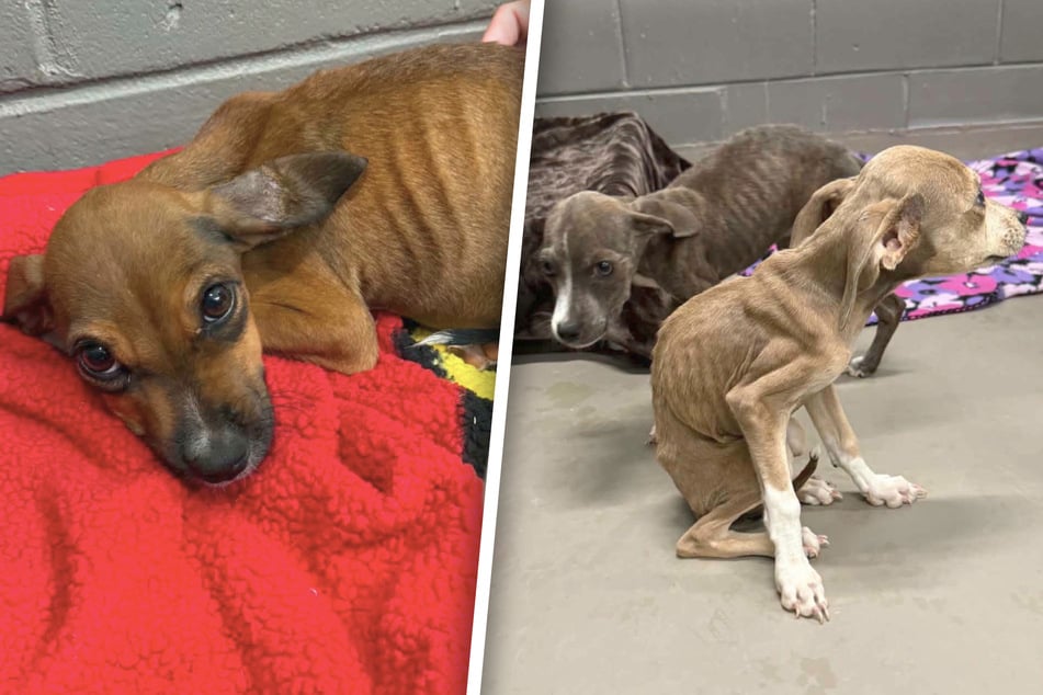 15 Hunde aus Horror-Haltung gerettet: Für einen kam jede Hilfe zu spät