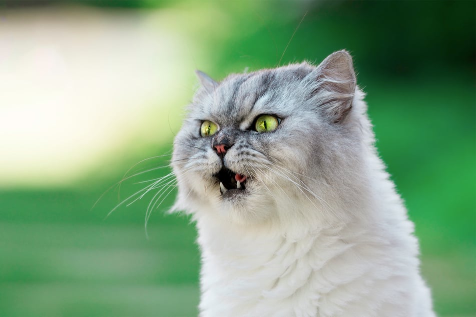 When a cat gets the hiccups, it can be quite unpleasant – and they can get quite aggressive.