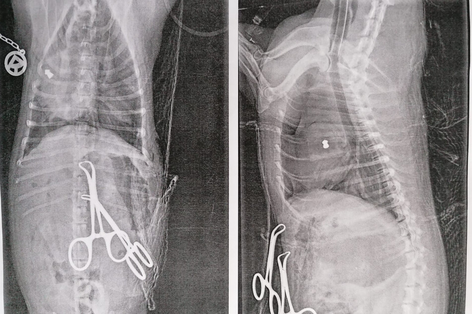 Die Röntgenbilder zeigen, wie tief das Diabolo in den Terrier eindrang.