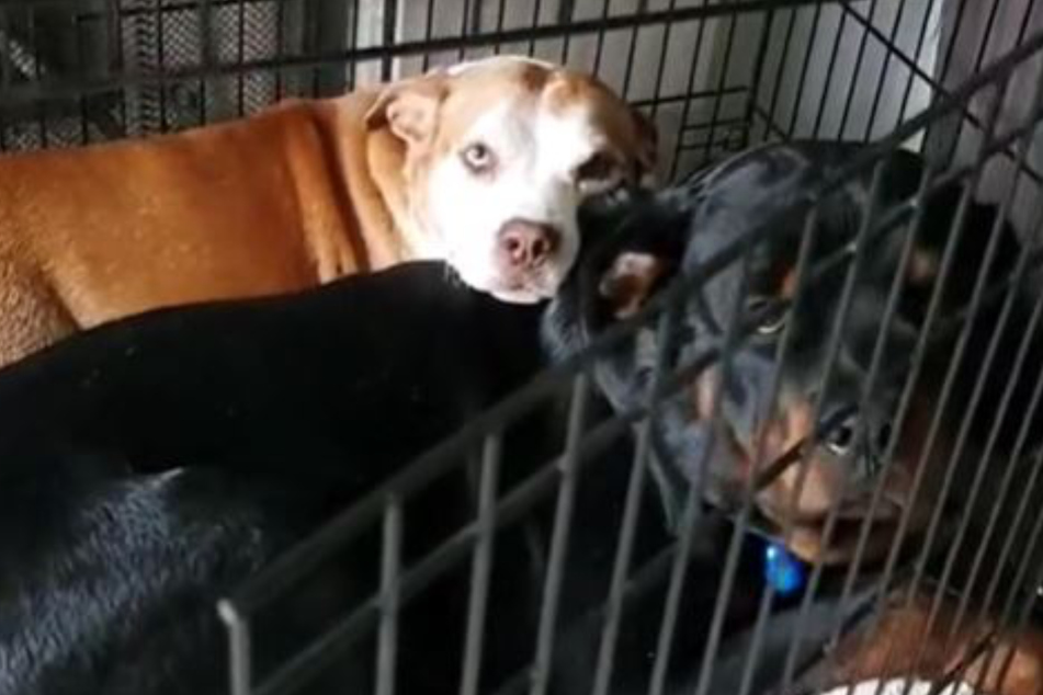 The two dogs stared at their owner with angel eyes.