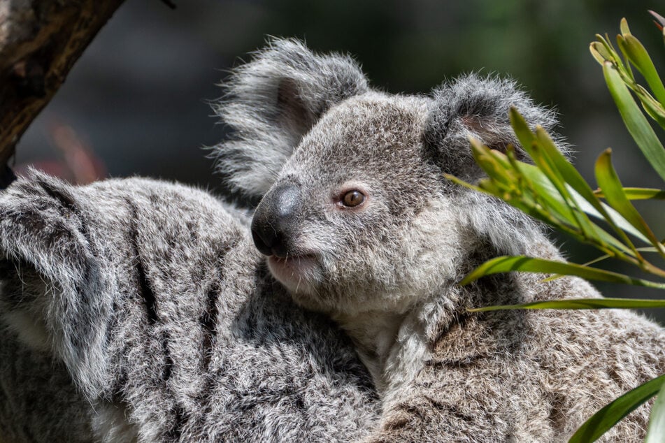 Koala Borobi musste von seinem Leid erlöst werden.