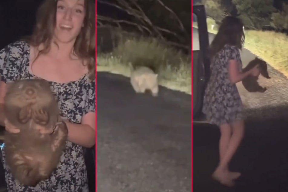 Shocking video of US influencer stealing baby wombat triggers outrage in Australia